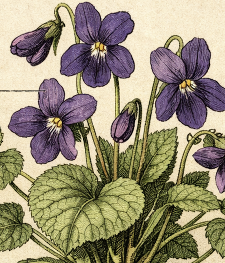 Tolosa vista despuish eras montanhas