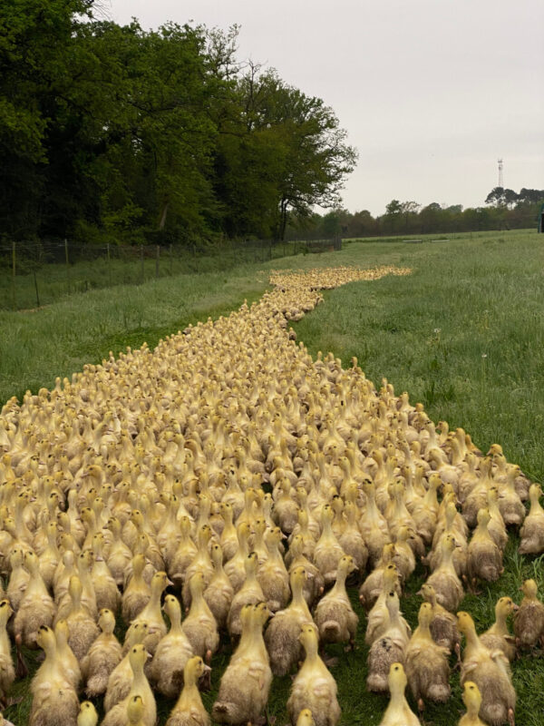 Eth cant ancestrau deths guits enas Lanas